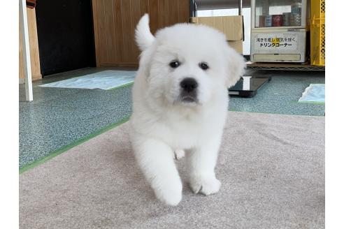 成約済の千葉県のグレートピレニーズ-359424の2枚目